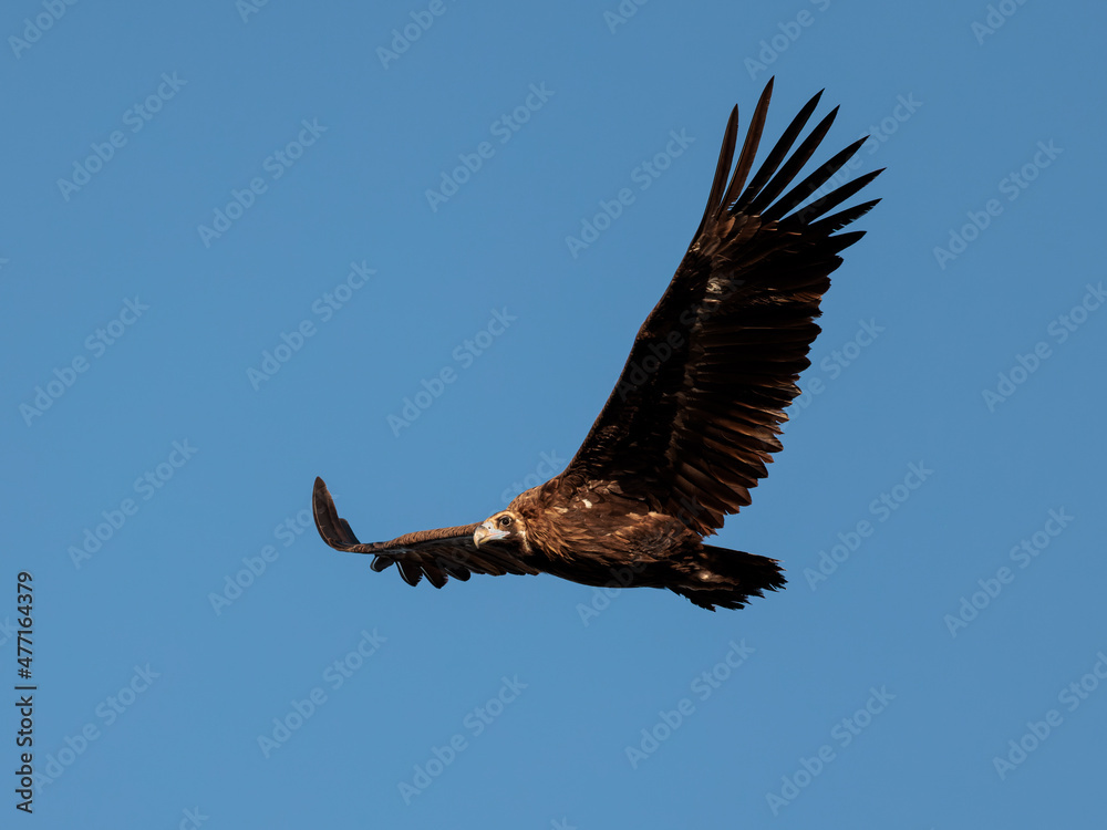 Fototapeta premium Griffon Vulture. Bird in flight.