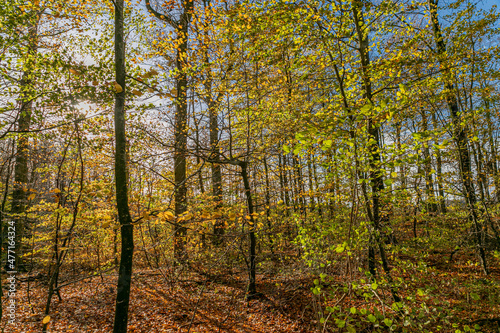 Danish beech forest in central Jutland.