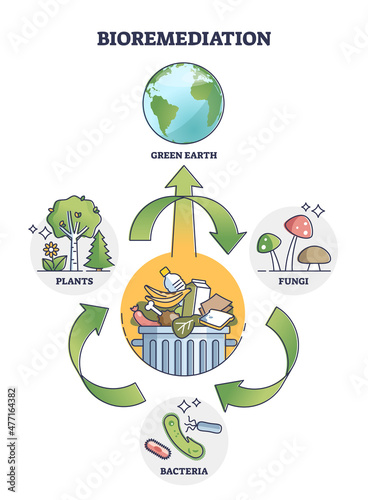 Bioremediation process as bacteria usage for green earth outline diagram. Labeled educational stages with soil and water recovery after contamination vector illustration. Pollution reduction scheme.