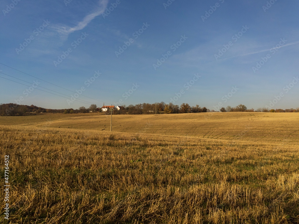 field of wheat and sheep