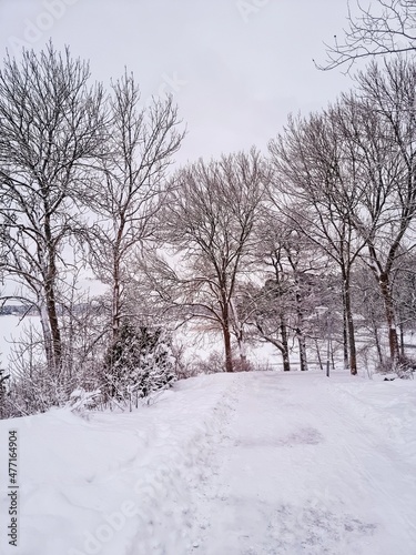 snow covered trees