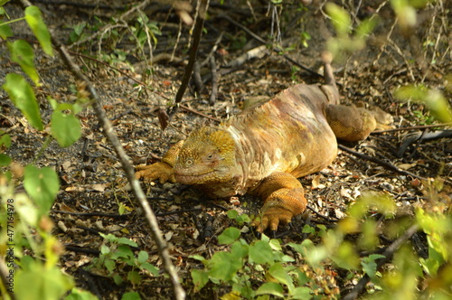 A small tortoise on Galapagos islands