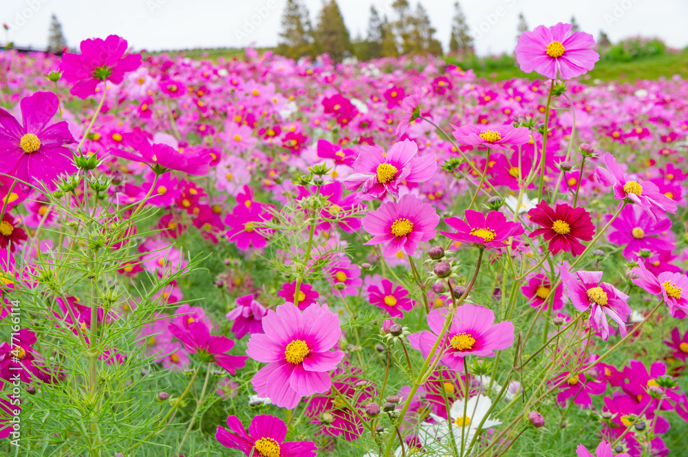 淡路島はなさじきのコスモス、10月