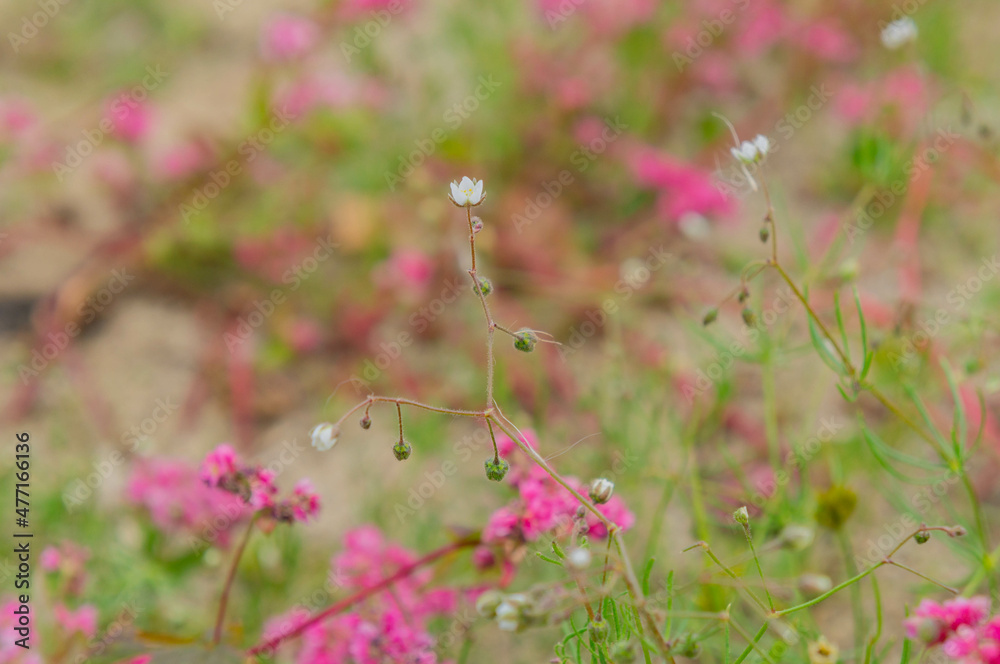 淡路島花さじきにて撮影、10月