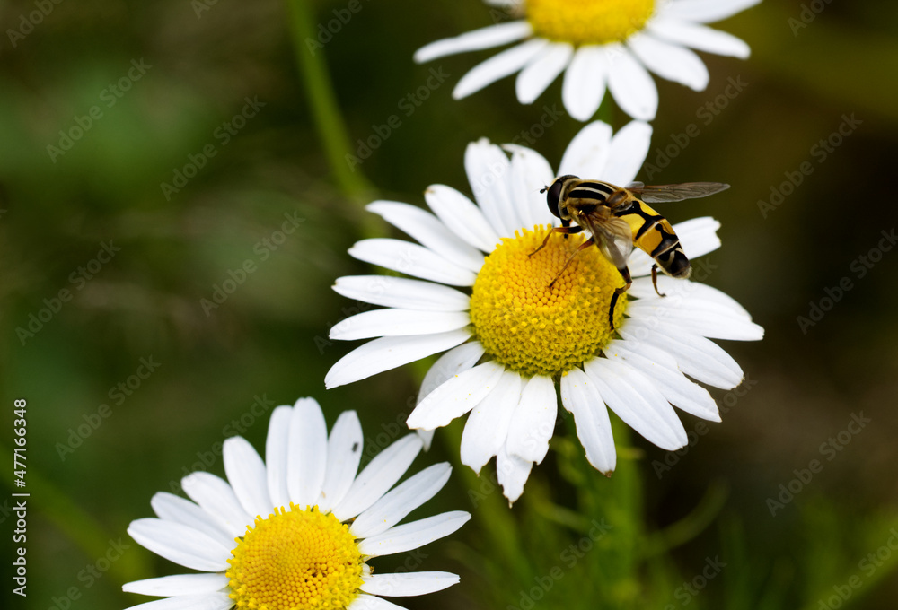 Große Sumpfschwebfliege (Helophilus trivittatus) Große Sumpfschwebfliege (Helophilus trivittatus)