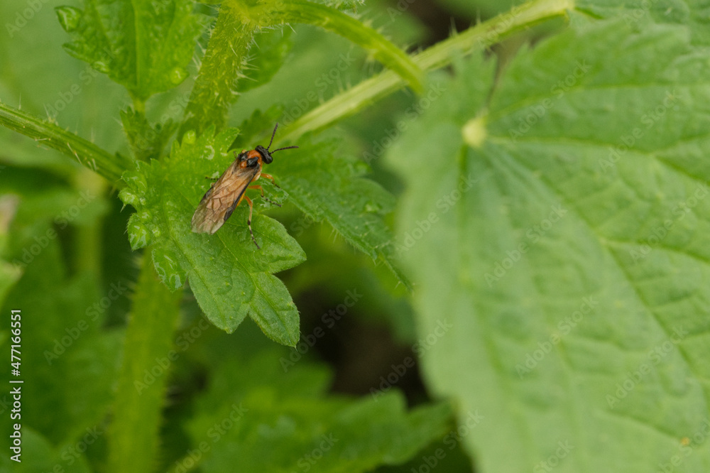 Rübsen-Blattwespe (Athalia rosae) Rübsen-Blattwespe (Athalia rosae)
