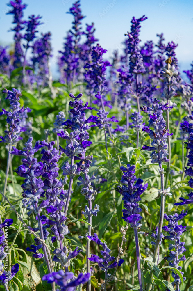 The salvia field is located in Awaji island in Japan The salvia field is located in Awaji island in Japan