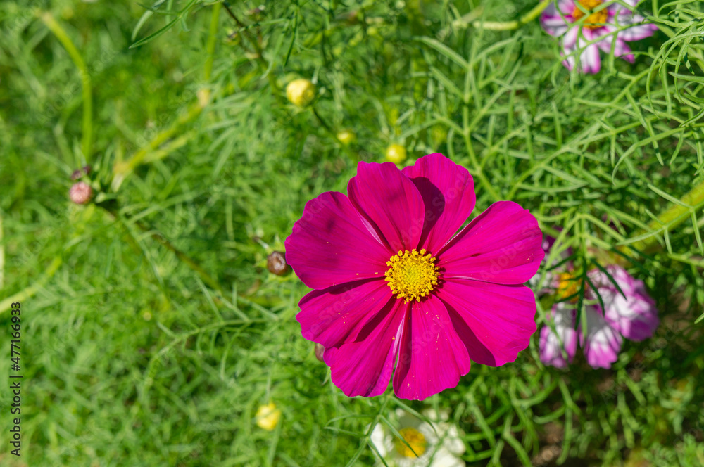 The cosmos field is located in Awaji island in Japan