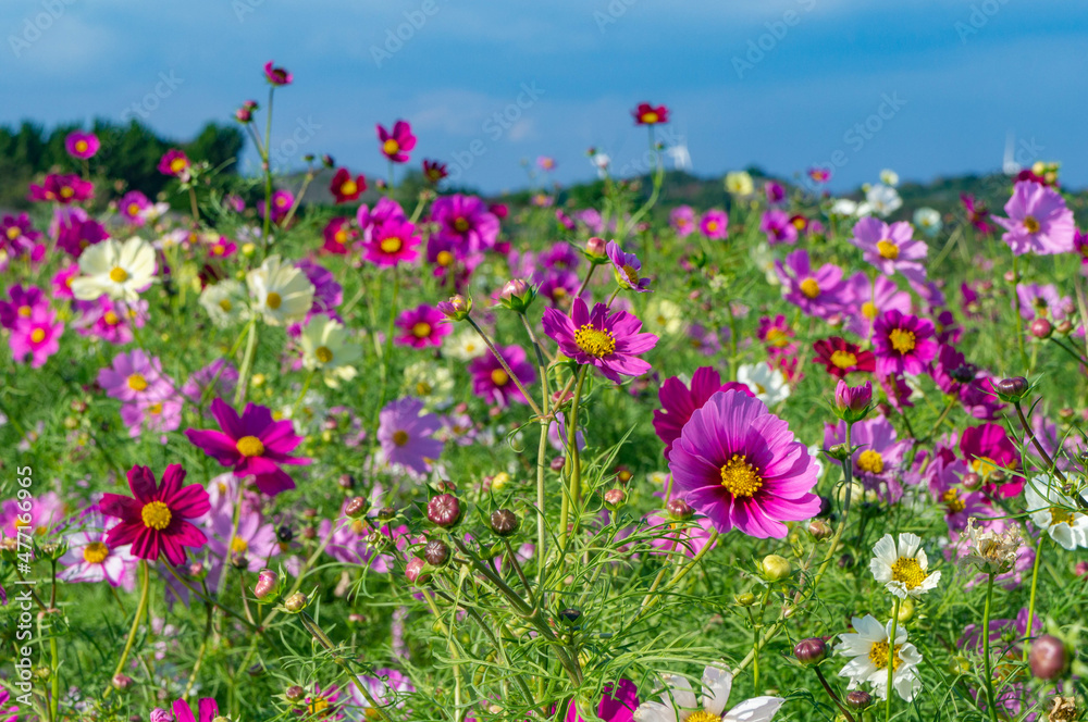 The cosmos field is located in Awaji island in Japan The cosmos field is located in Awaji island in Japan