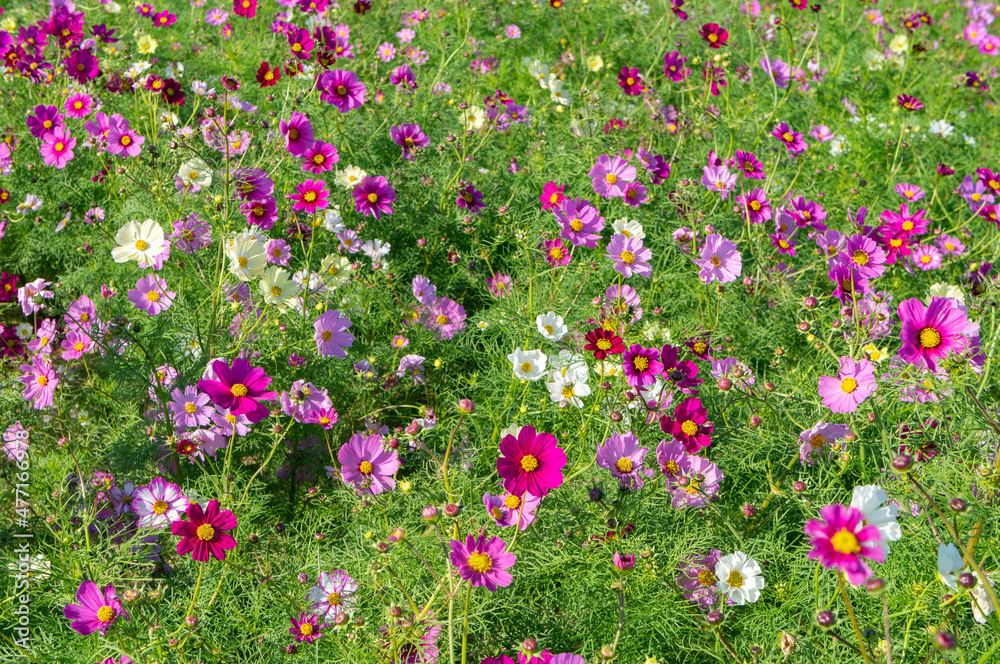 The cosmos field is located in Awaji island in Japan The cosmos field is located in Awaji island in Japan