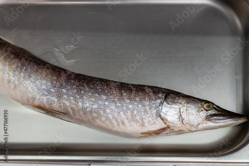 Fresh raw pike fish in the ...