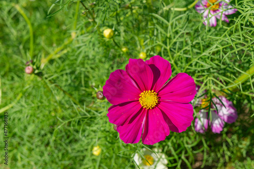 Obraz na płótnie The cosmos field is located in Awaji island in Japan w salonie