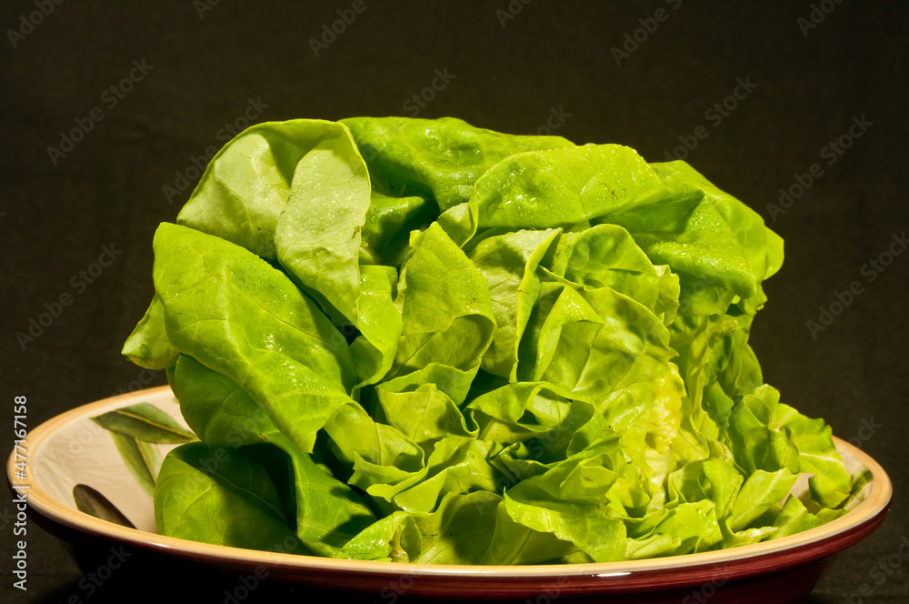 front view, close up of a local, ripe, freshly picked, head of Boston lettuce, in an orange bowl with black background front view, close up of a local, ripe, freshly picked, head of Boston lettuce, in an orange bowl with black background