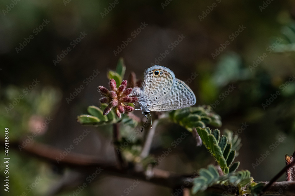 Fototapeta premium Ceraunus Blue Butterfly (Hemiargus ceraunus) Feeding on a Baja Fairy Duster (Calliandra californica) Flower Bud Cluster