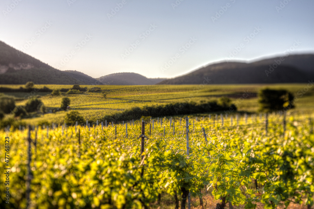 Weinreben in hügeliger Berglandschaft der Südpfalz mit selektiver Schärfe