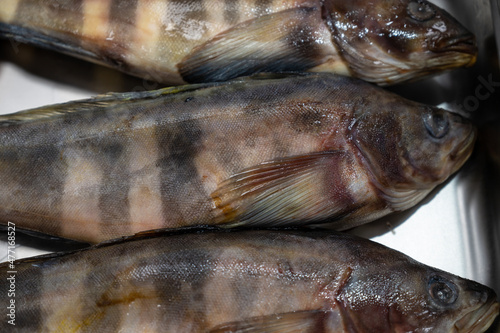 Fresh raw greenling fish in...