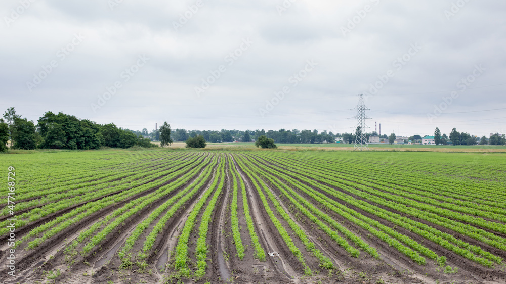 Field with young shoots of agricultural crop, agriculture