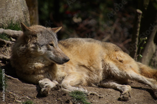 Wolf liegend