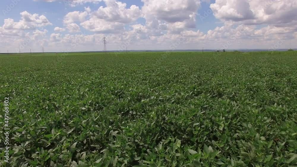 Soybean plantation with moving aerial view Soybean plantation with moving aerial view