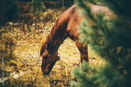 Selective focus on a brown horse with a bell on its neck feeding in a forest. A lonely brown horse is eating grass in the pasture of a small farm. A chestnut equine wearing a bell collar and grazing photo