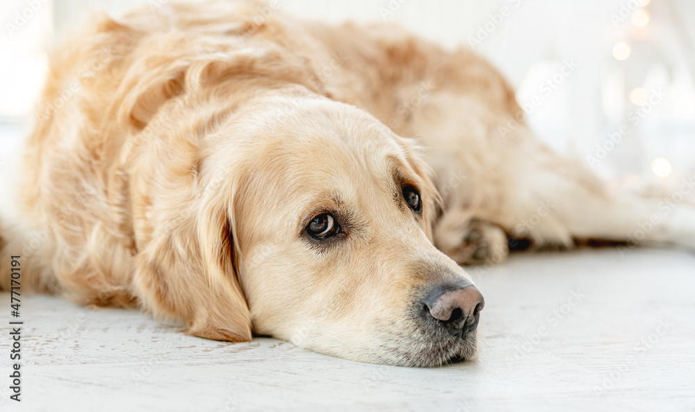 Golden retriever dog at home