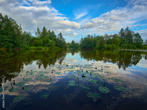 Forest river: midsummer, river flowers, reflection of clouds, Karelian Isthmus, Sestroretskoe swamp. photo