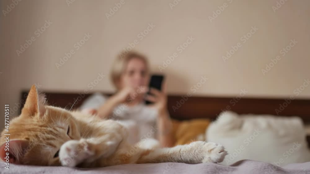 cute red cat falls asleep on the bed, in the background a woman with a smartphone sits on the bed cute red cat falls asleep on the bed, in the background a woman with a smartphone sits on the bed