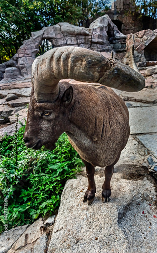 East caucasian tur male with broken horn. Latin name - Capra cylindricornis