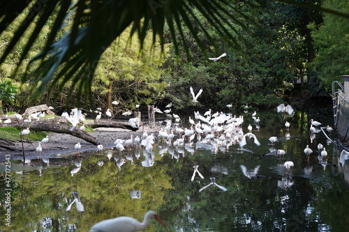 Beautiful flamingo and white birds in the water