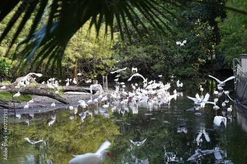 Beautiful flamingo and white birds in the water