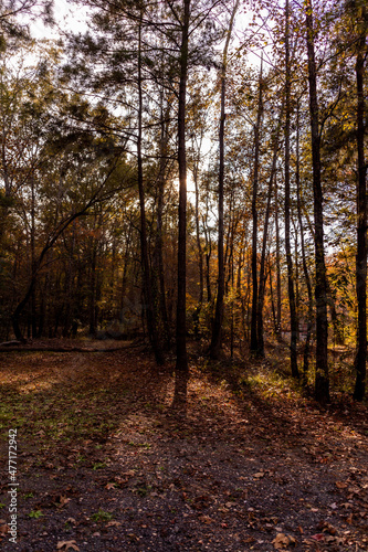 Dirt road in forest