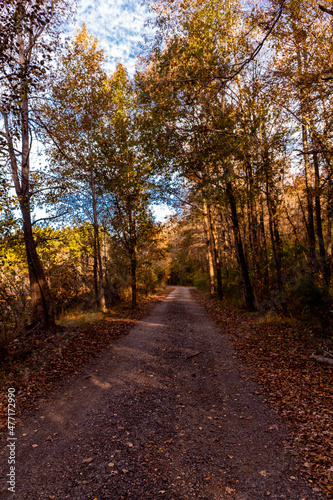 Dirt road in forest © Chasity