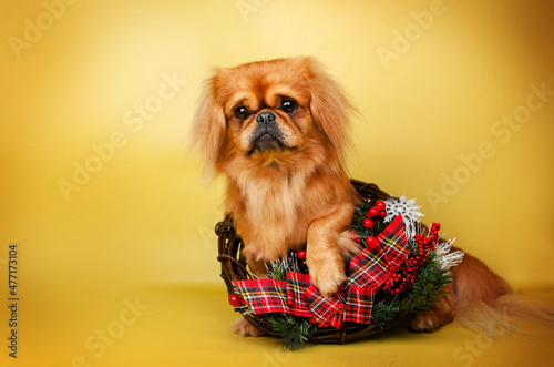 фотографія pekingese dog studio photo pet cute portrait beautiful light