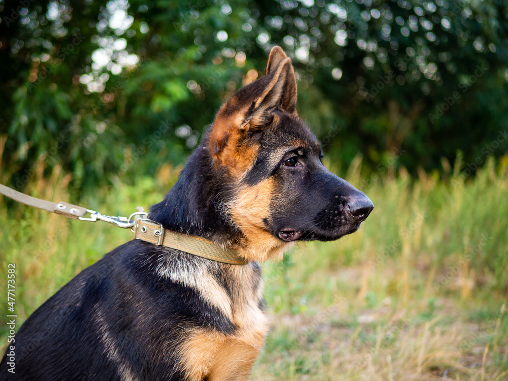 Portrait of a German Shepherd puppy. Portrait of a German Shepherd puppy.