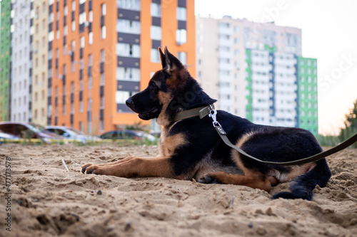 Portrait of a German Shepherd puppy. © Evgeny Leontiev