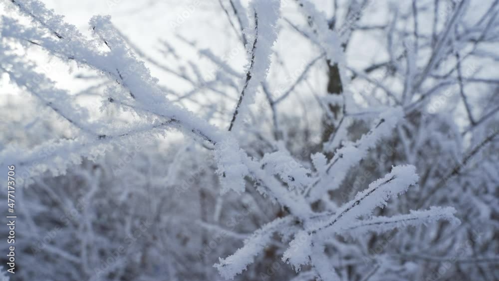 Frozen trees in snows. Beautiful winter field with birds in the background Frozen trees in snows. Beautiful winter field with birds in the background