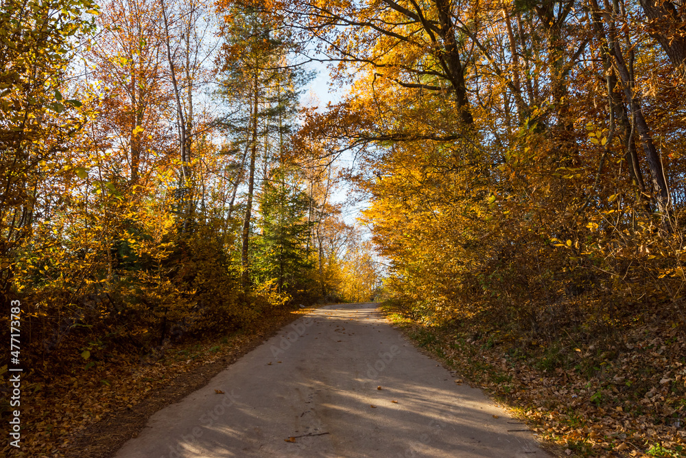 Obraz premium colorful autumn, tree leaves in different colors