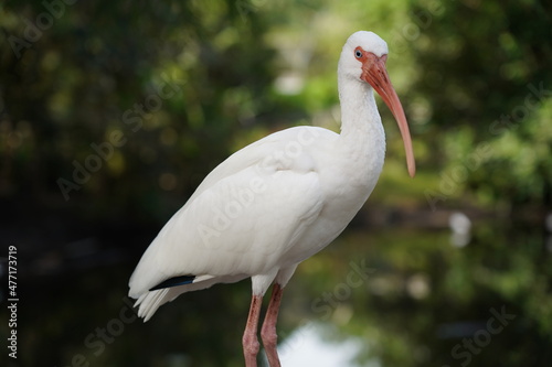 Beautiful flamingo and white birds in the water
