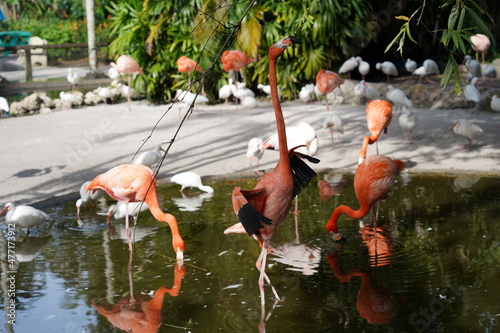 Beautiful flamingo and white birds in the water