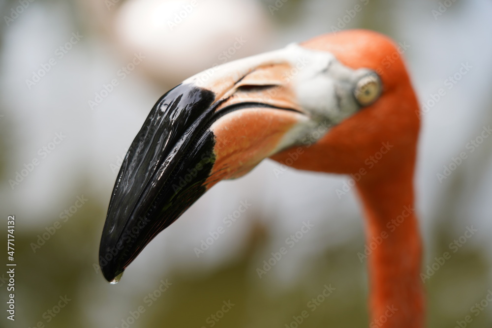 Fototapeta premium Beautiful flamingo and white birds in the water