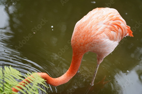 Beautiful flamingo and white birds in the water