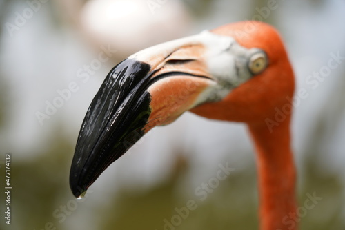 Beautiful flamingo and white birds in the water
