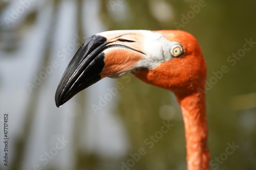 Beautiful flamingo and white birds in the water