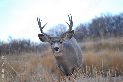A young mule deer buck 