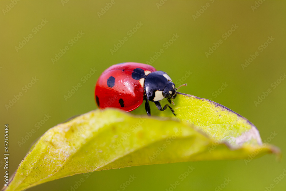 Ladybug on the leaf in the garden Ladybug on the leaf in the garden