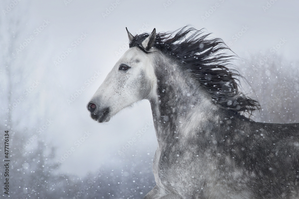 Gray andalusian horse free run in snow winter landscape Gray andalusian horse free run in snow winter landscape