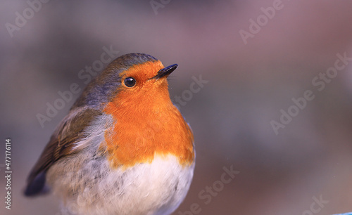 From the series The Life of Robins. Portrait of a robin sitting in the cold season ..