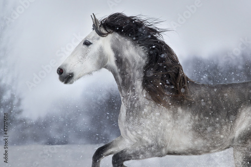 Obraz na plátně Gray andalusian  horse free run in snow winter landscape