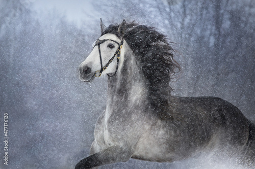 horse © callipso88