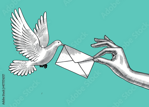 A woman's hand giving a letter to a carrier pigeon. The woman sending the letter. Vintage engraving stylized drawing. Vector illustration